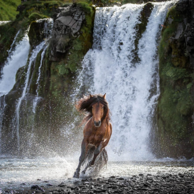 Ces photos de chevaux dans la nature islandaise sont a couper le souffle